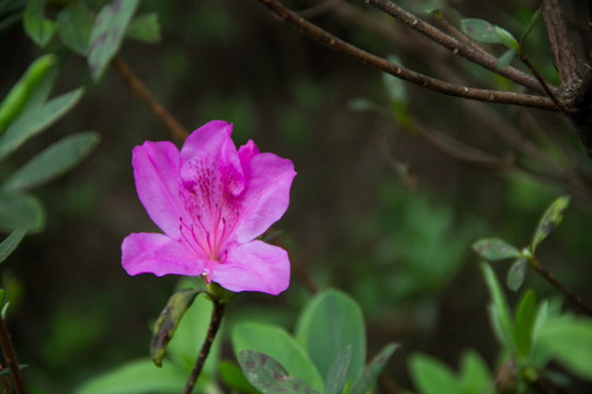 紫色杜鹃花朵