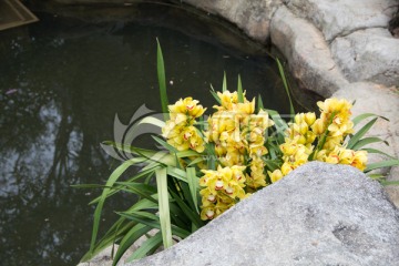 水边黄色兰花