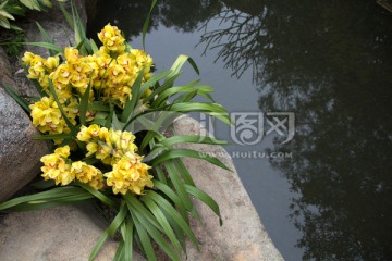 水边黄色兰花