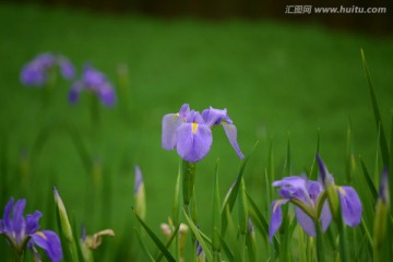 映水兰花