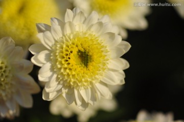 白菊花微距