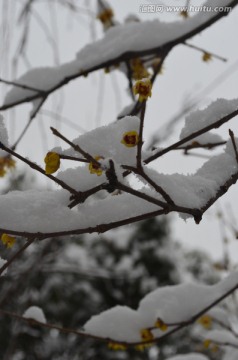 雪中腊梅开