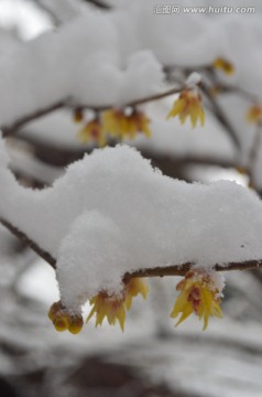 雪中腊梅开