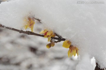 雪中腊梅开