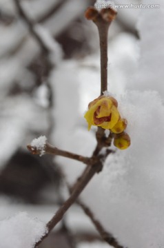 雪中腊梅开