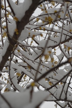 青龙寺的雪梅