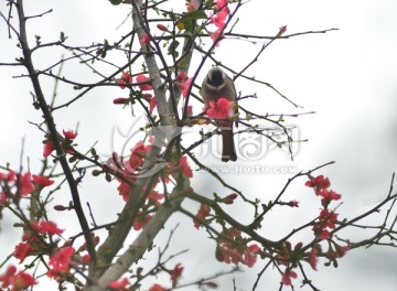 喜鹊登海棠花枝头