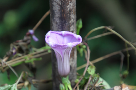 牵牛花