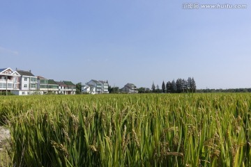 上海金山稻田