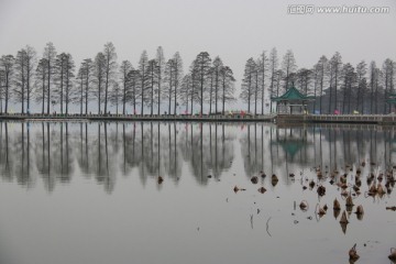 梨园风景