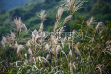 梦幻芦苇