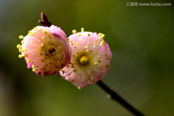 梅花