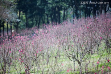 桃花 花朵 植物 花蕊 春天