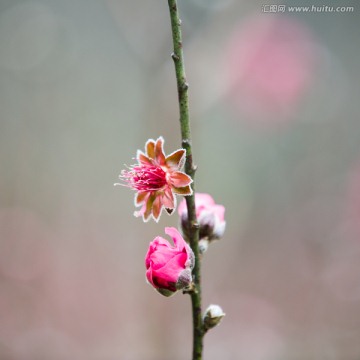 桃花 花朵 植物 花蕊 春天