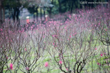 桃花 花朵 植物 花蕊 春天