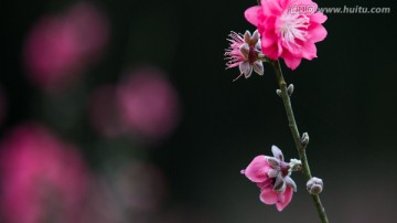 桃花 花朵 植物 花蕊 春天