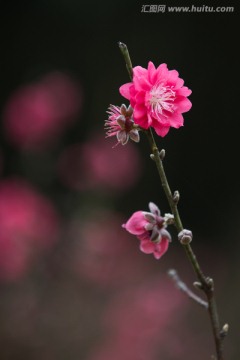 桃花 花朵 植物 花蕊 春天