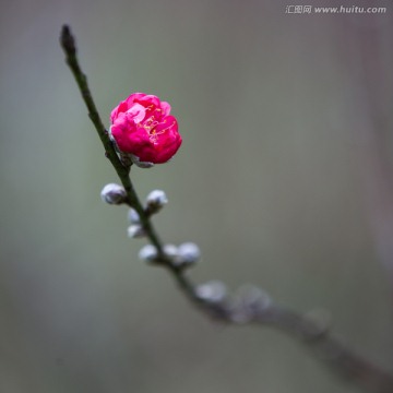 桃花 花朵 植物 花蕊 春天