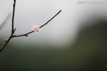 莲花山桃花