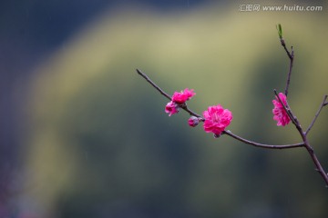 莲花山桃花