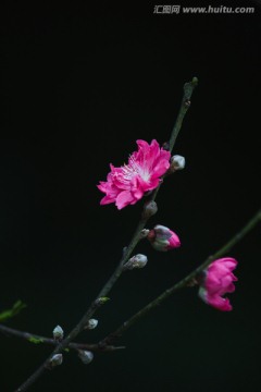 莲花山桃花