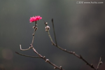 莲花山桃花