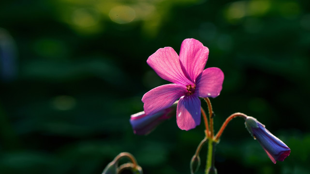 秋葵花