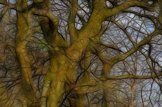 树木抽象