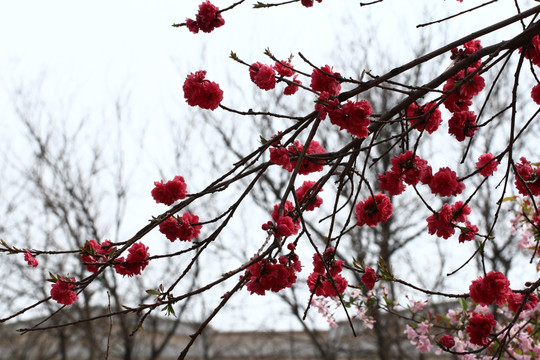 桃花