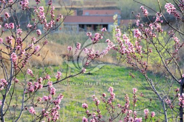 桃花掩映