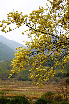 山花