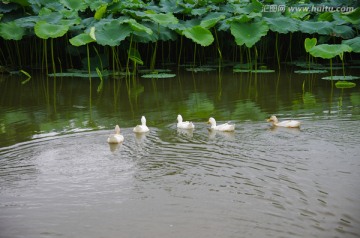 池塘 鸭子
