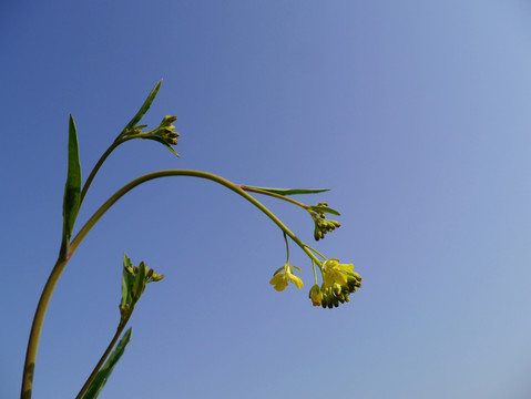 油菜花