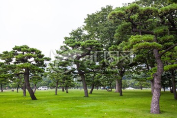 园林绿化 松树草坪