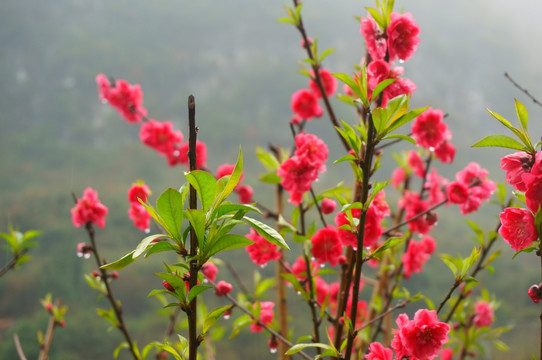 桃花