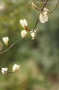 玉兰花开