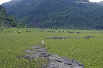 山羊 牧羊