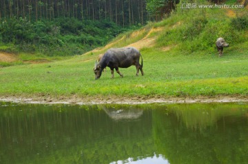 牛 水牛