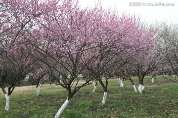 梅花 红梅