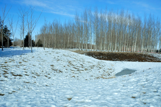 雪景美哉