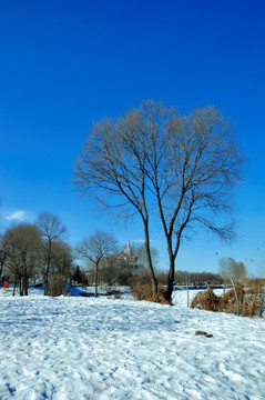 冬季树影