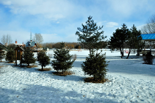 冬雪常青树木