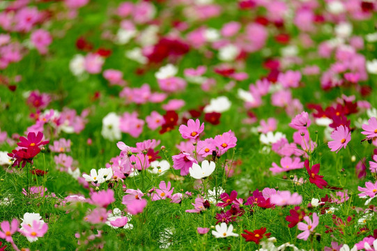 花園