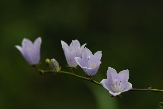 野花