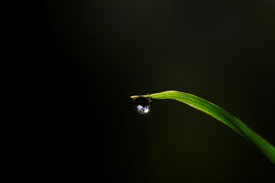 綠葉 水滴
