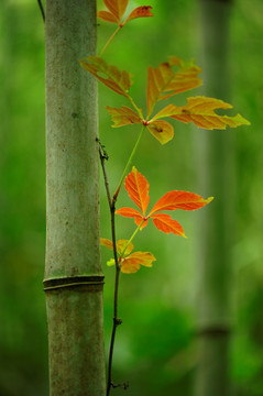 竹林