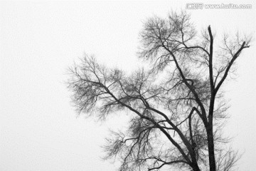 树枝黑白
