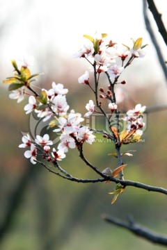 李子花 白色花 李子树 春