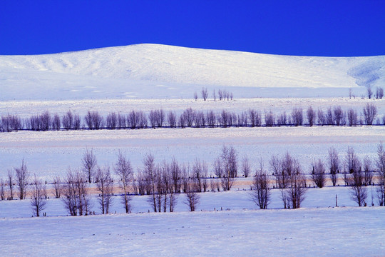 农田防护林雪景