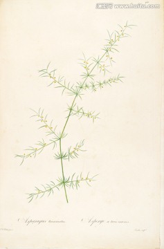 高清花卉素材 畫廊品質(zhì)